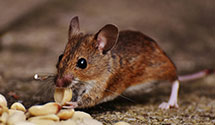 food-processing-facility-pest-control Experts in Wlks Barr Twp